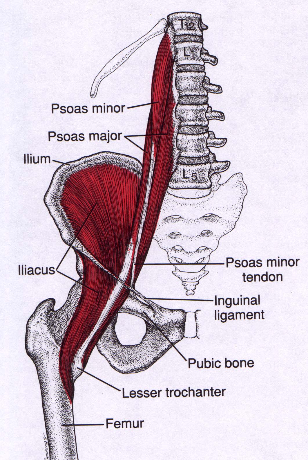 Two 5.2 Psoas and Iliacus 